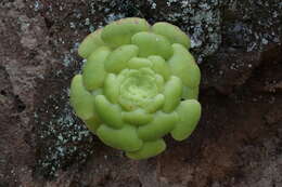 Image of Aeonium canariense (L.) Webb & Berth.