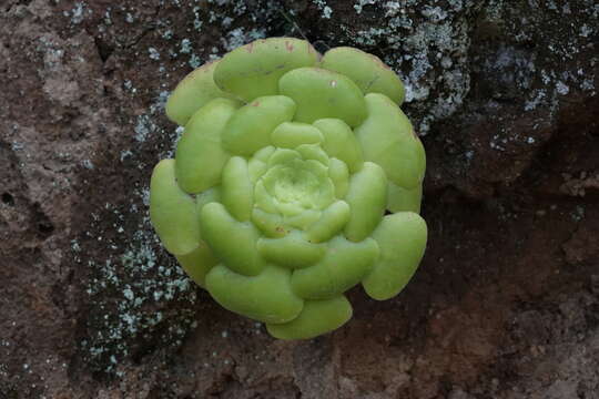 Image of Aeonium canariense (L.) Webb & Berth.