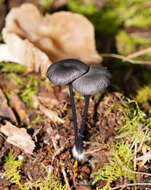 Image of Entoloma moongum Grgur. 1997