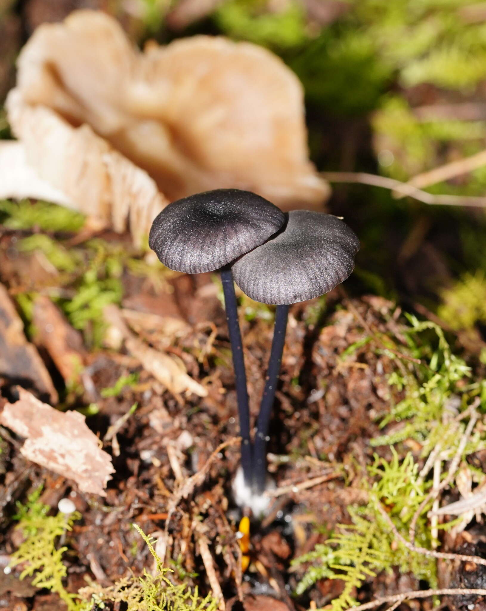 Image of Entoloma moongum Grgur. 1997