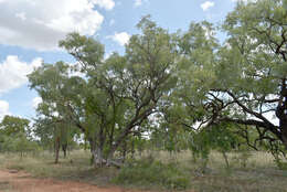 Image of Eucalyptus microneura Maiden & Blakely