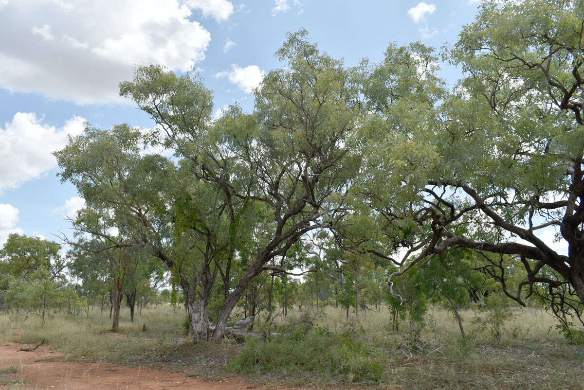 Image of Eucalyptus microneura Maiden & Blakely