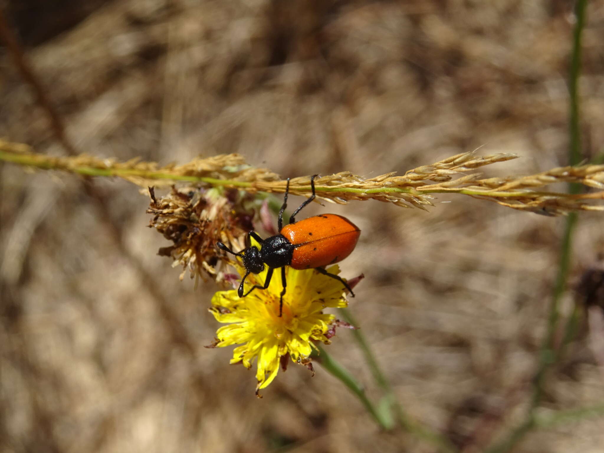 صورة <i>Actenodia billbergi</i>