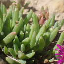 Delosperma obtusum L. Bol. resmi