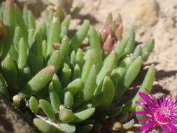 Delosperma obtusum L. Bol. resmi