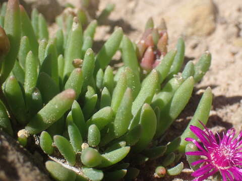 Imagem de Delosperma obtusum L. Bol.