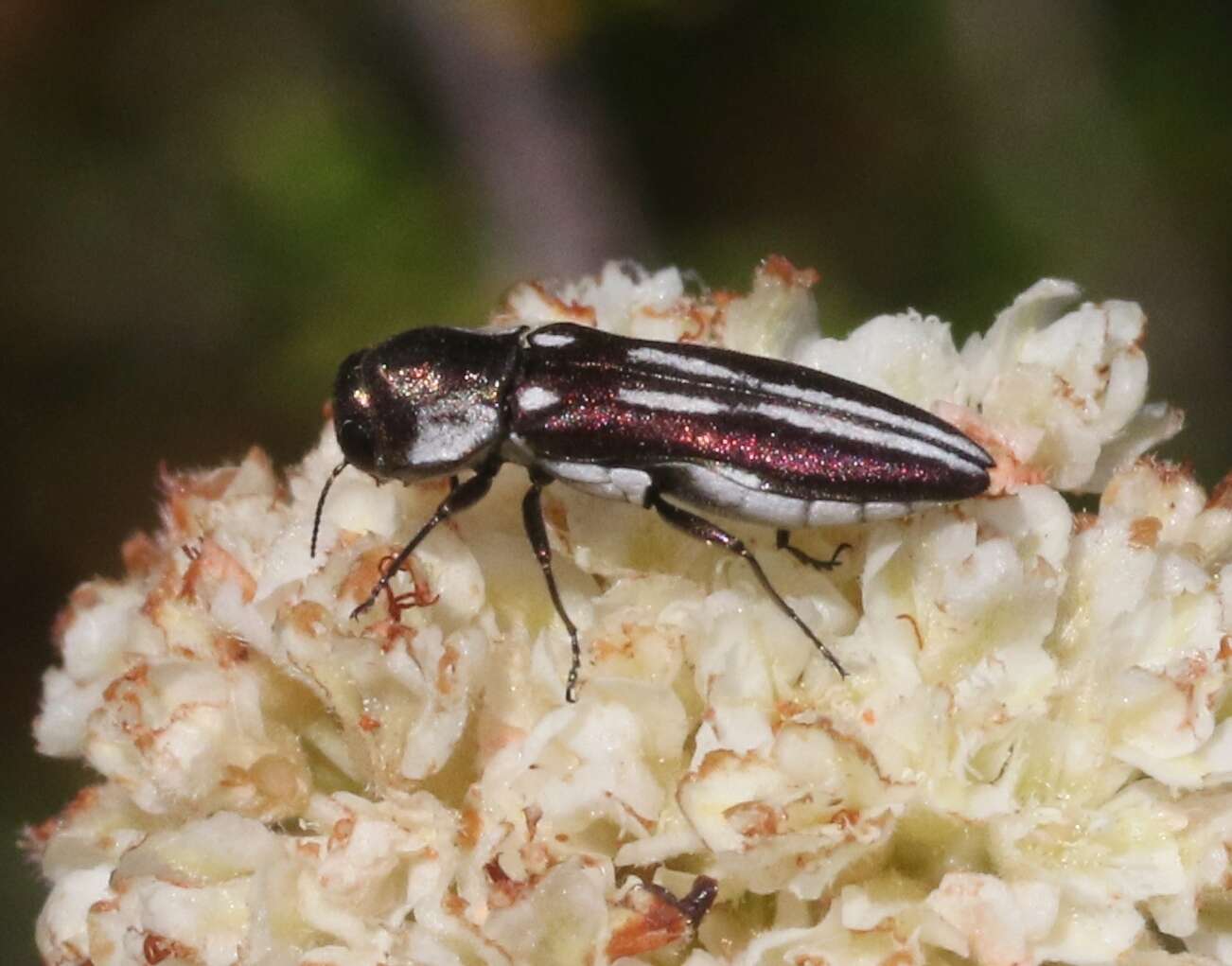 Image of Agrilus blandus Horn 1891