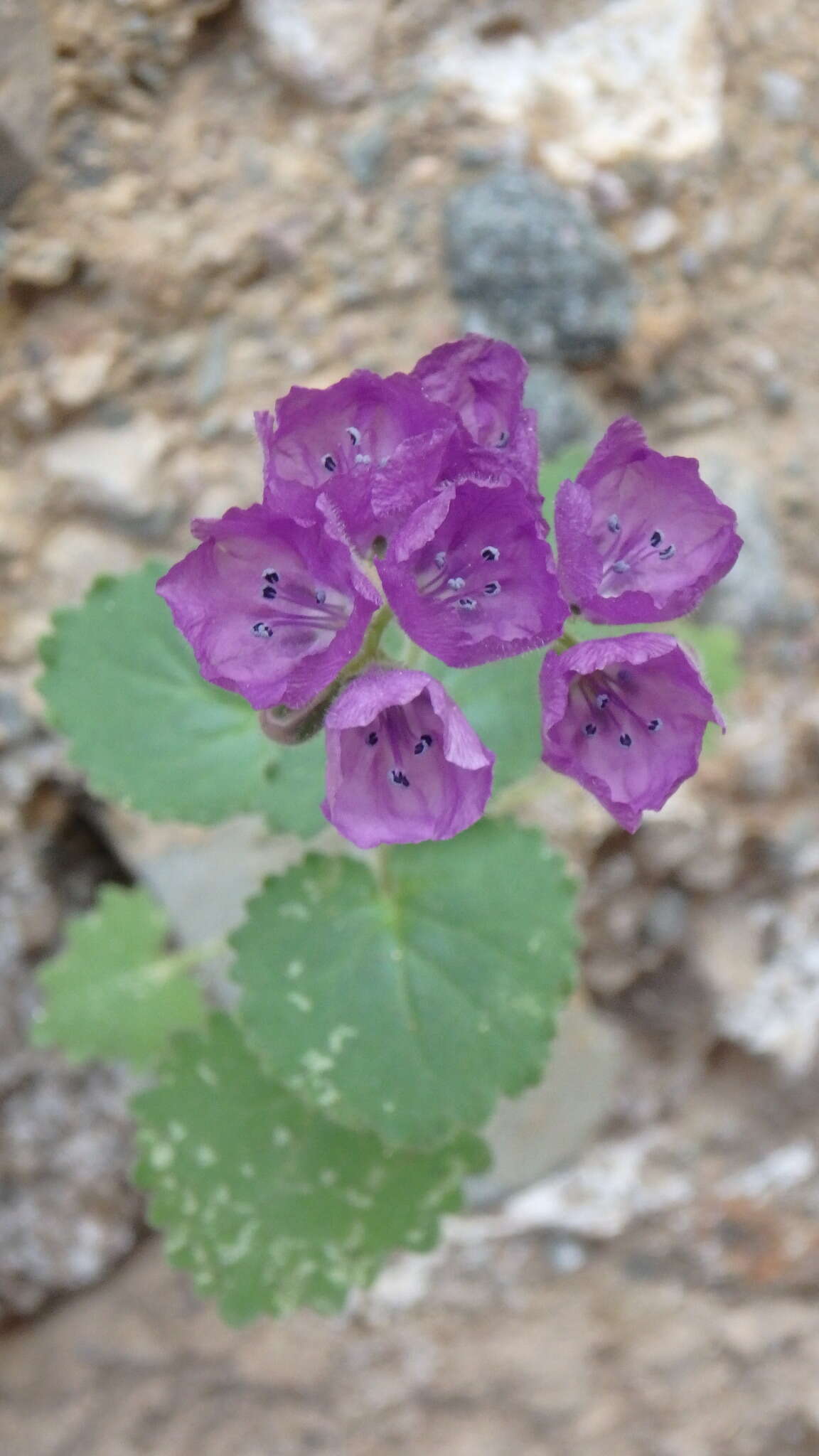 Image of calthaleaf phacelia