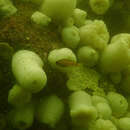 Image of puget sound rockfish