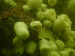 Image of Puget Sound rockfish