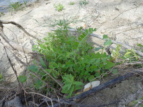 Image de Astragalus contortuplicatus L.