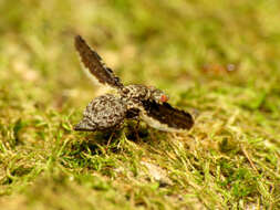 Image of Callopistromyia strigula (Loew 1873)