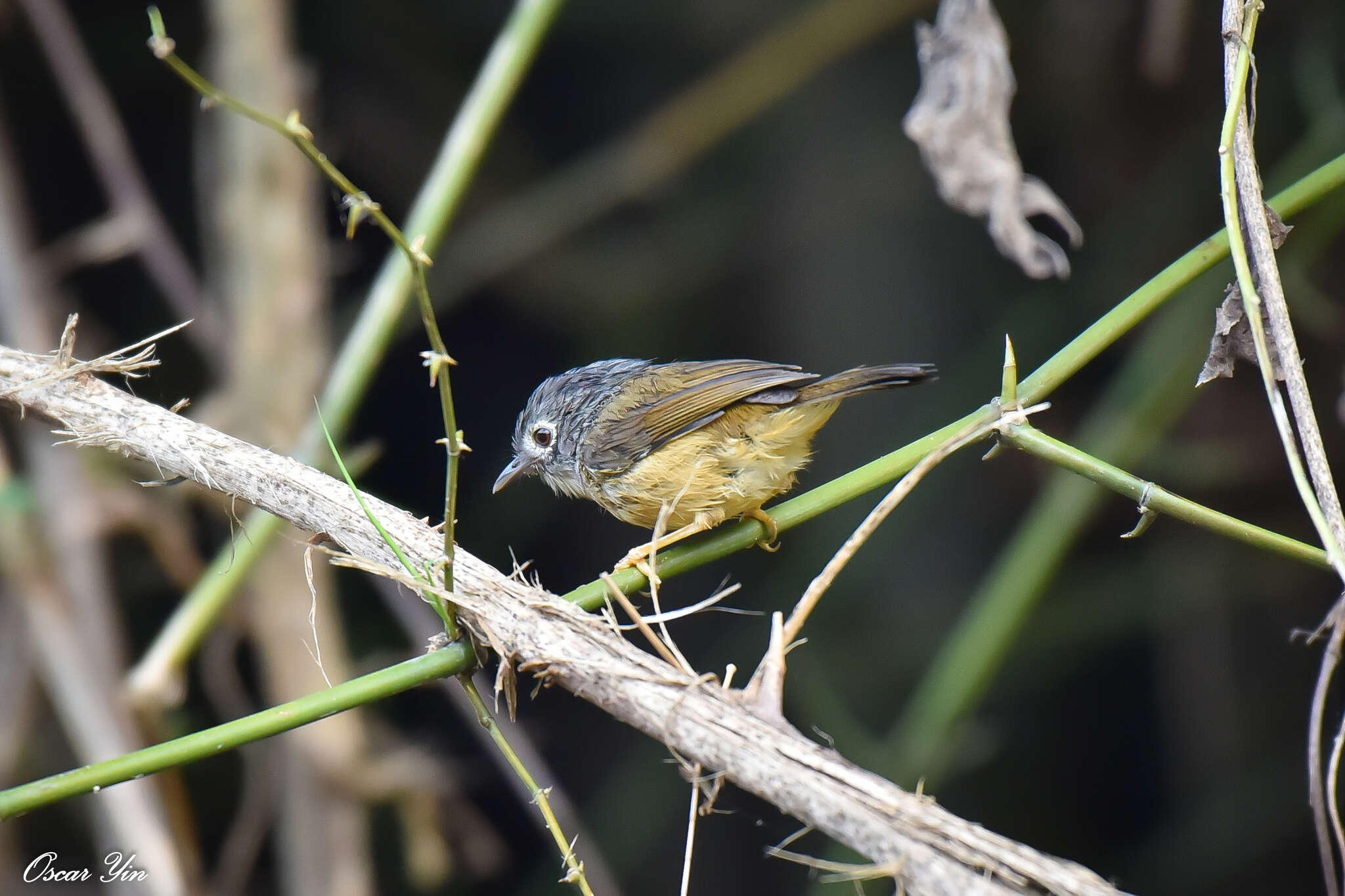 Image of Grey-cheeked Fulvetta