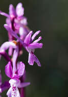 Image de Orchis olbiensis Reut. ex Gren.