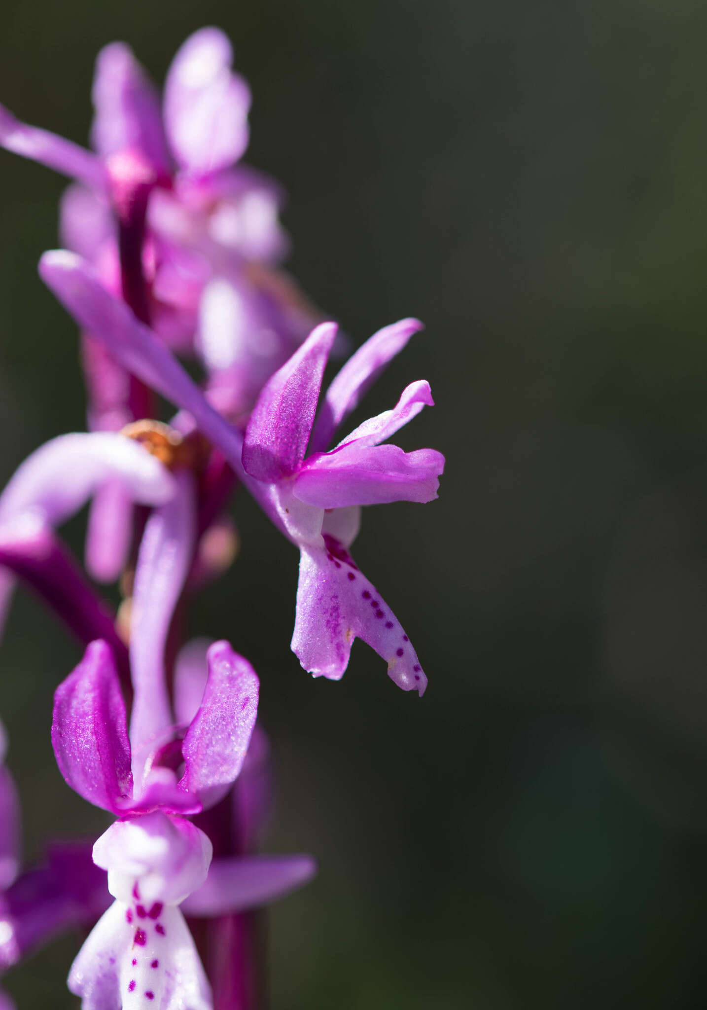 Image of Orchis olbiensis Reut. ex Gren.