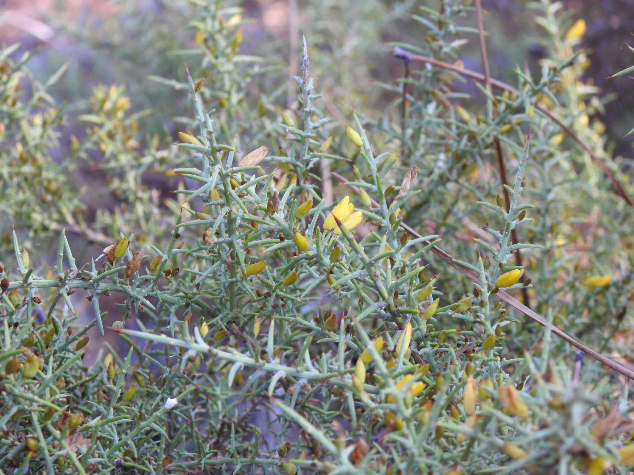 Sivun Ulex argenteus subsp. subsericeus (Cout.) Rothm. kuva