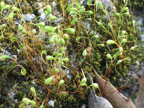 Image of funaria moss