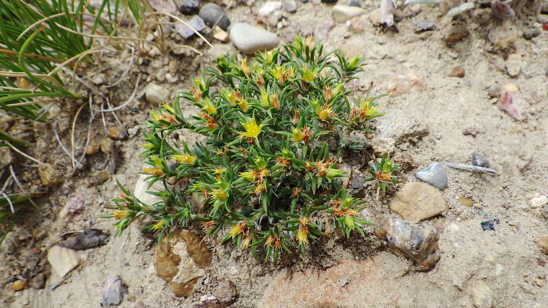 Слика од Paronychia sessiliflora Nutt.