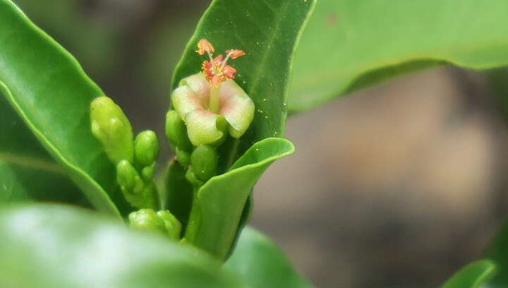 Image of Jatropha capensis (L. fil.) Sond.