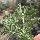 Image of Pelargonium exhibens P. Vorster