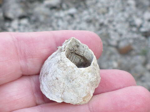 Image of Striped barnacle