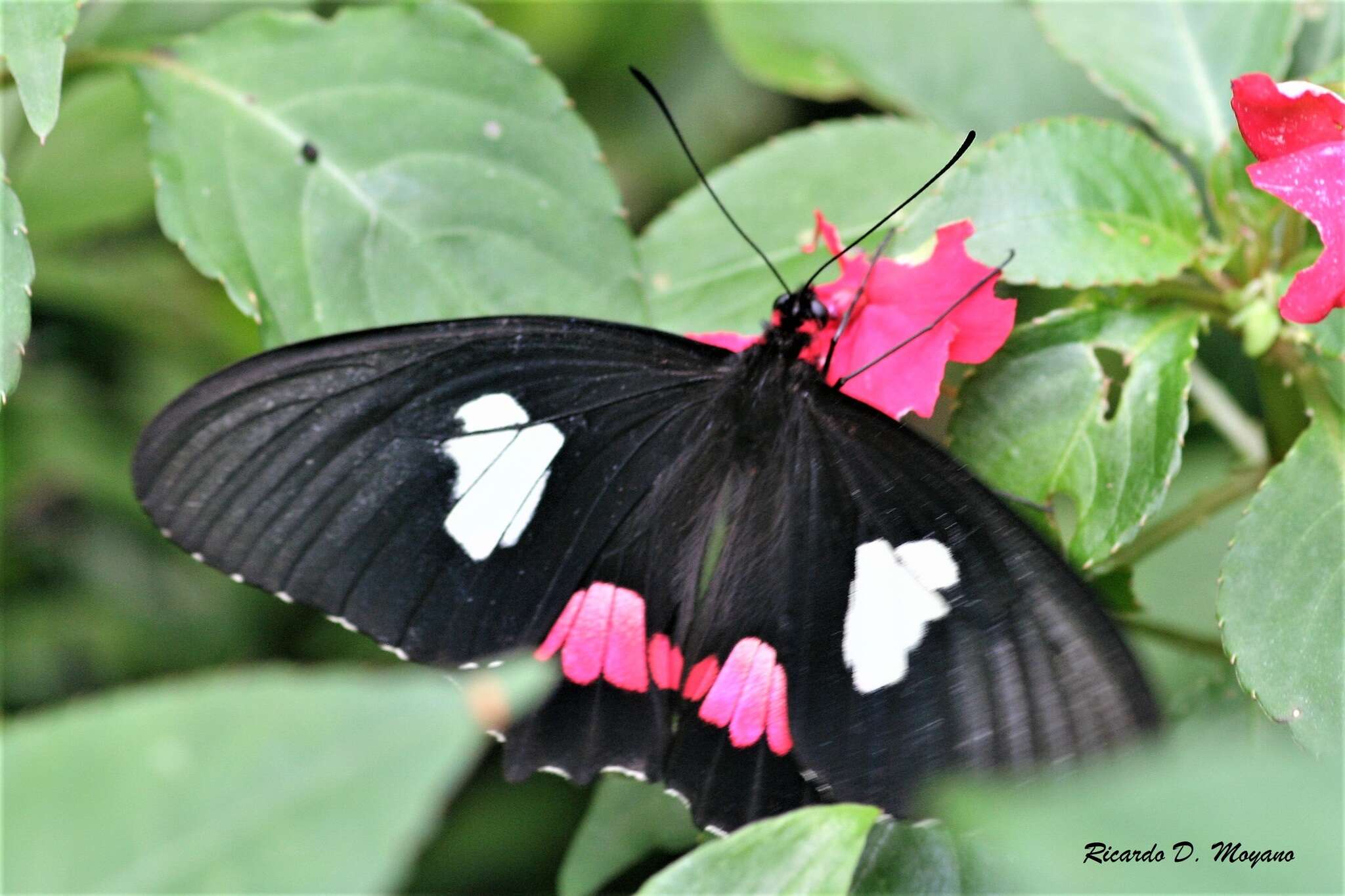 Слика од Parides anchises (Linnaeus 1758)