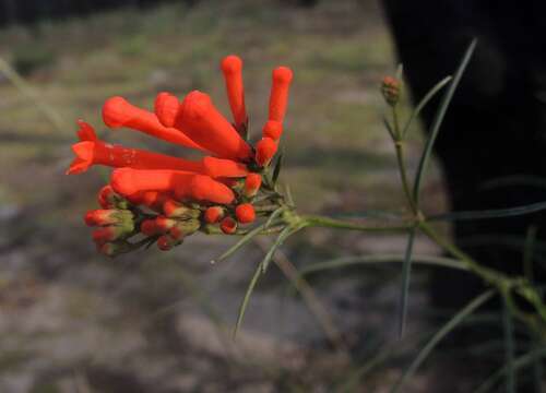 Imagem de Bouvardia tenuifolia Standl.