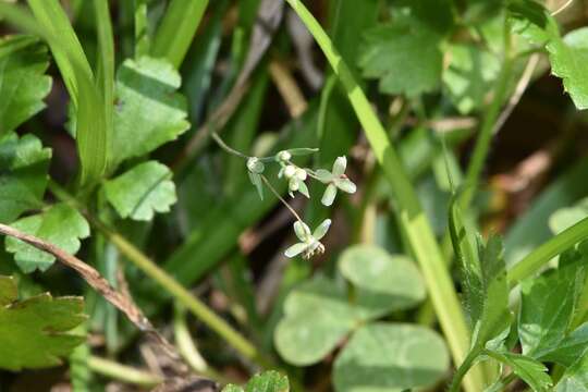 Слика од Thalictrum texanum (A. Gray) Small