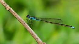 Image of Acanthagrion speculum Garrison 1985