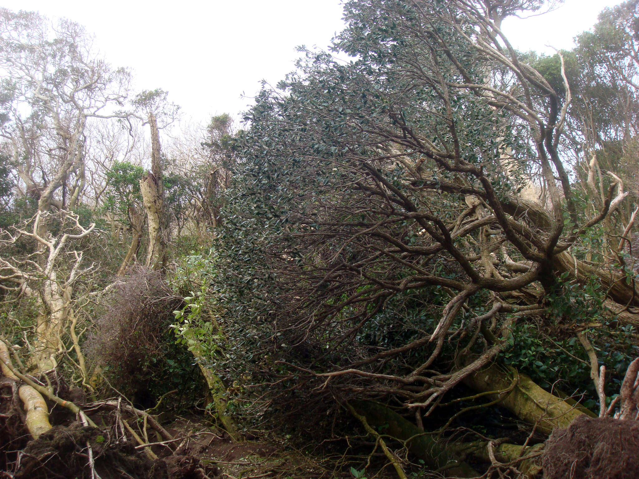 Image of <i>Olearia traversiorum</i>