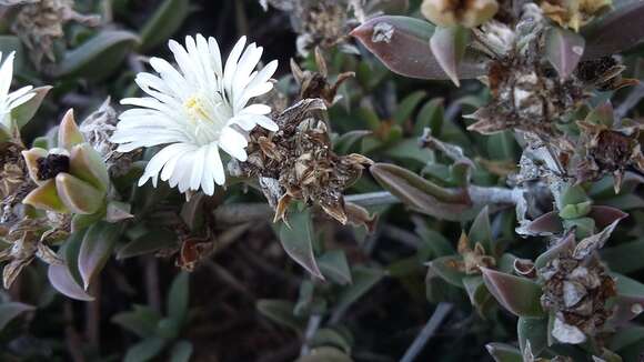 Imagem de Delosperma litorale (Kensit) L. Bol.