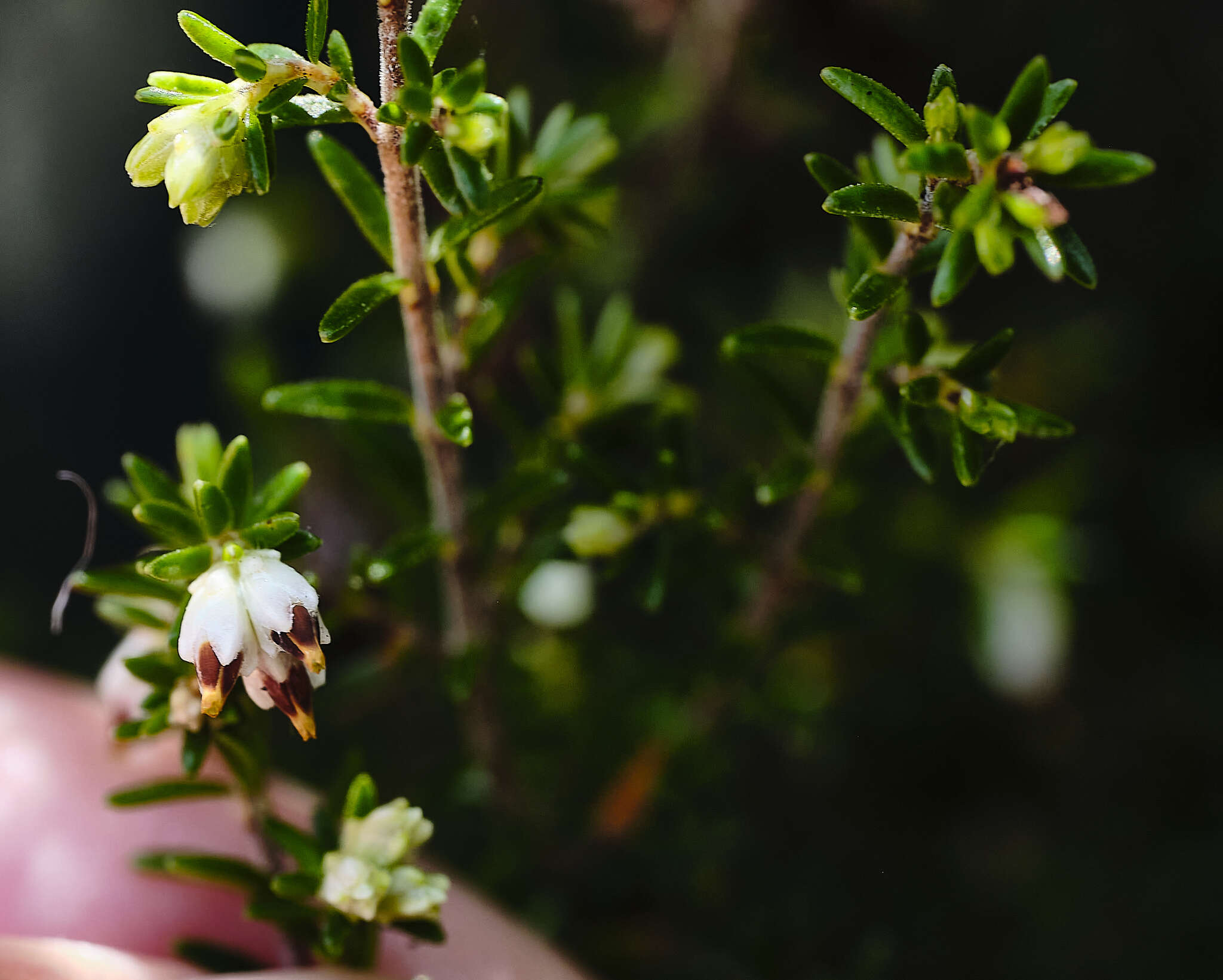 Image of Erica genistifolia Salisb.