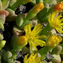 Image of Rhinephyllum graniforme (Haw.) L. Bol.