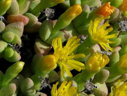 Image of Rhinephyllum graniforme (Haw.) L. Bol.