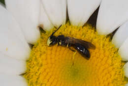 Imagem de Hylaeus illinoisensis (Robertson 1896)