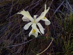 Image of Moraea angusta (Thunb.) Ker Gawl.