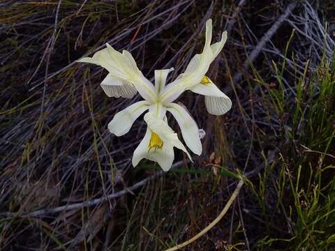 Image of Moraea angusta (Thunb.) Ker Gawl.