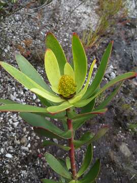 Image of Leucadendron gandogeri Schinz ex Gand.