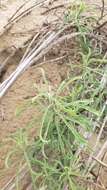 Image of Blochman's erigeron