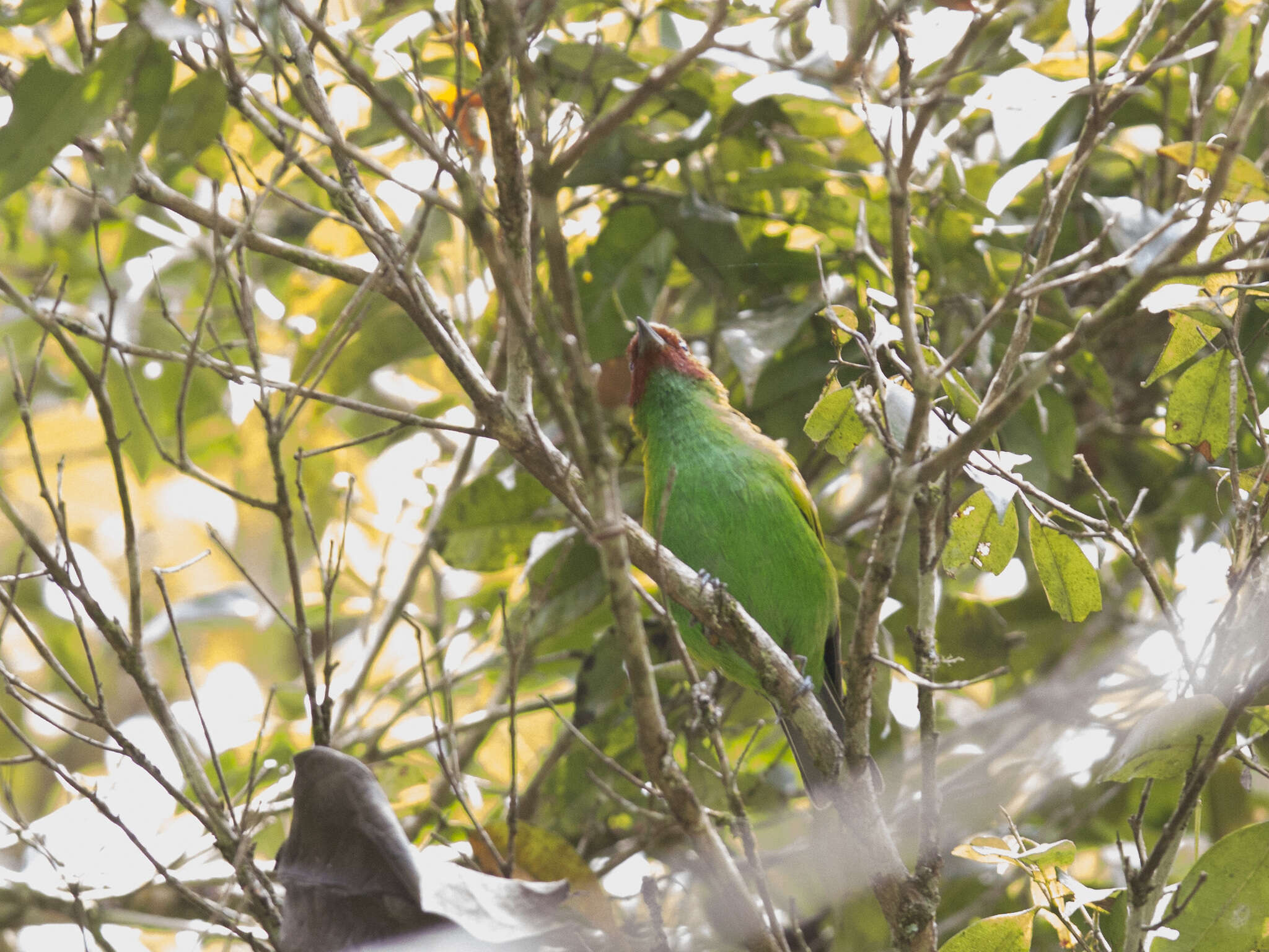 Image of Bay-headed Tanager