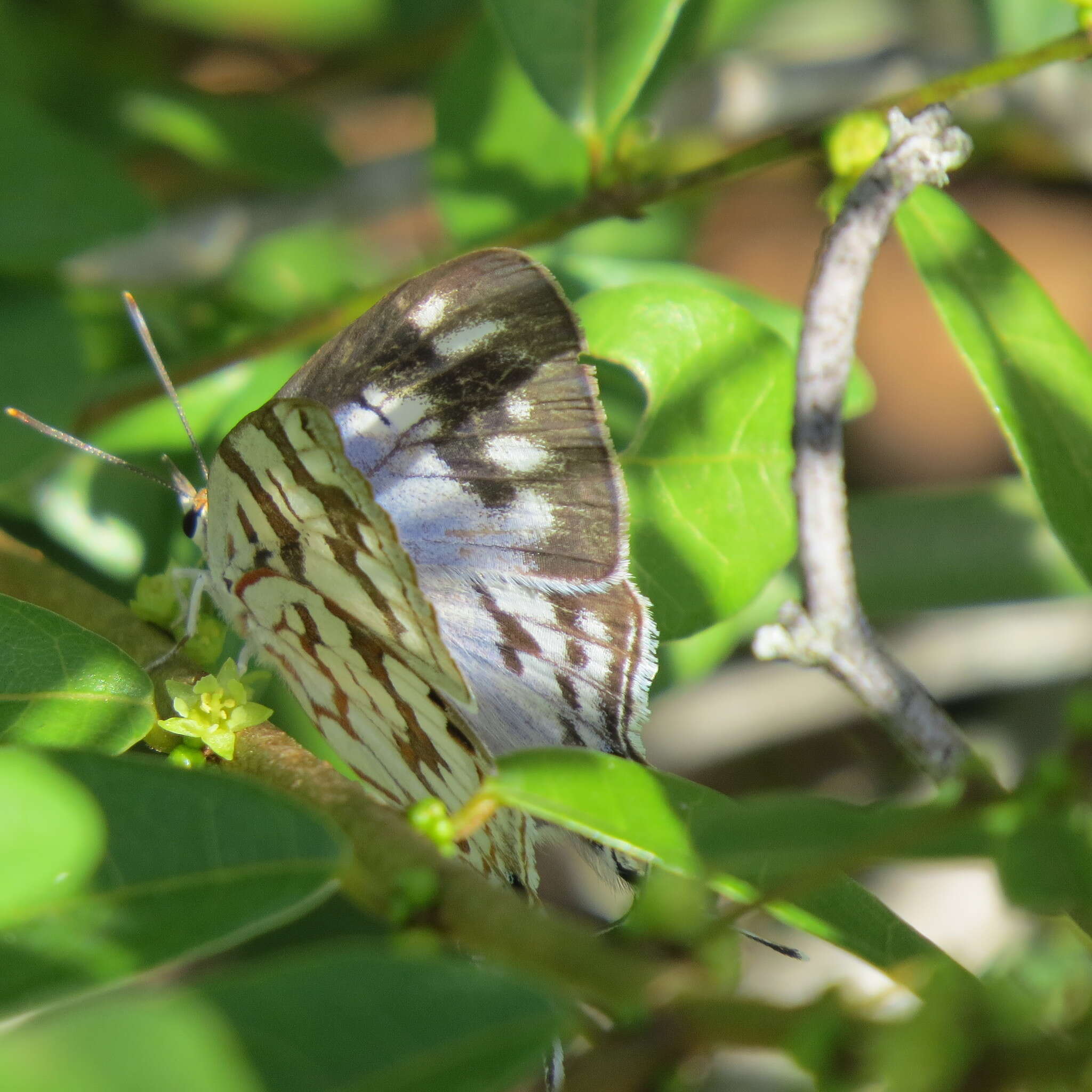 Image of Stugeta bowkeri tearei