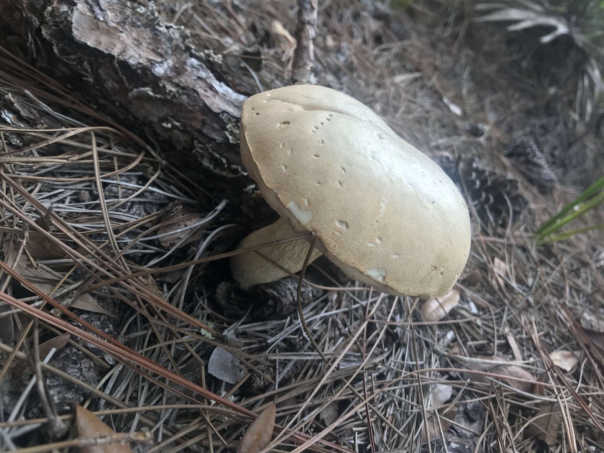 Image of Pale bitter bolete