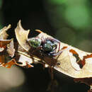 Parnaenus cyanidens (C. L. Koch 1846) resmi