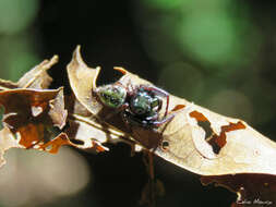 Image of Parnaenus cyanidens (C. L. Koch 1846)