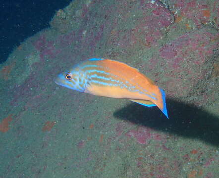 Image of Cuckoo Wrasse