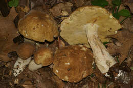 Sivun Boletus nobilis Peck 1905 kuva