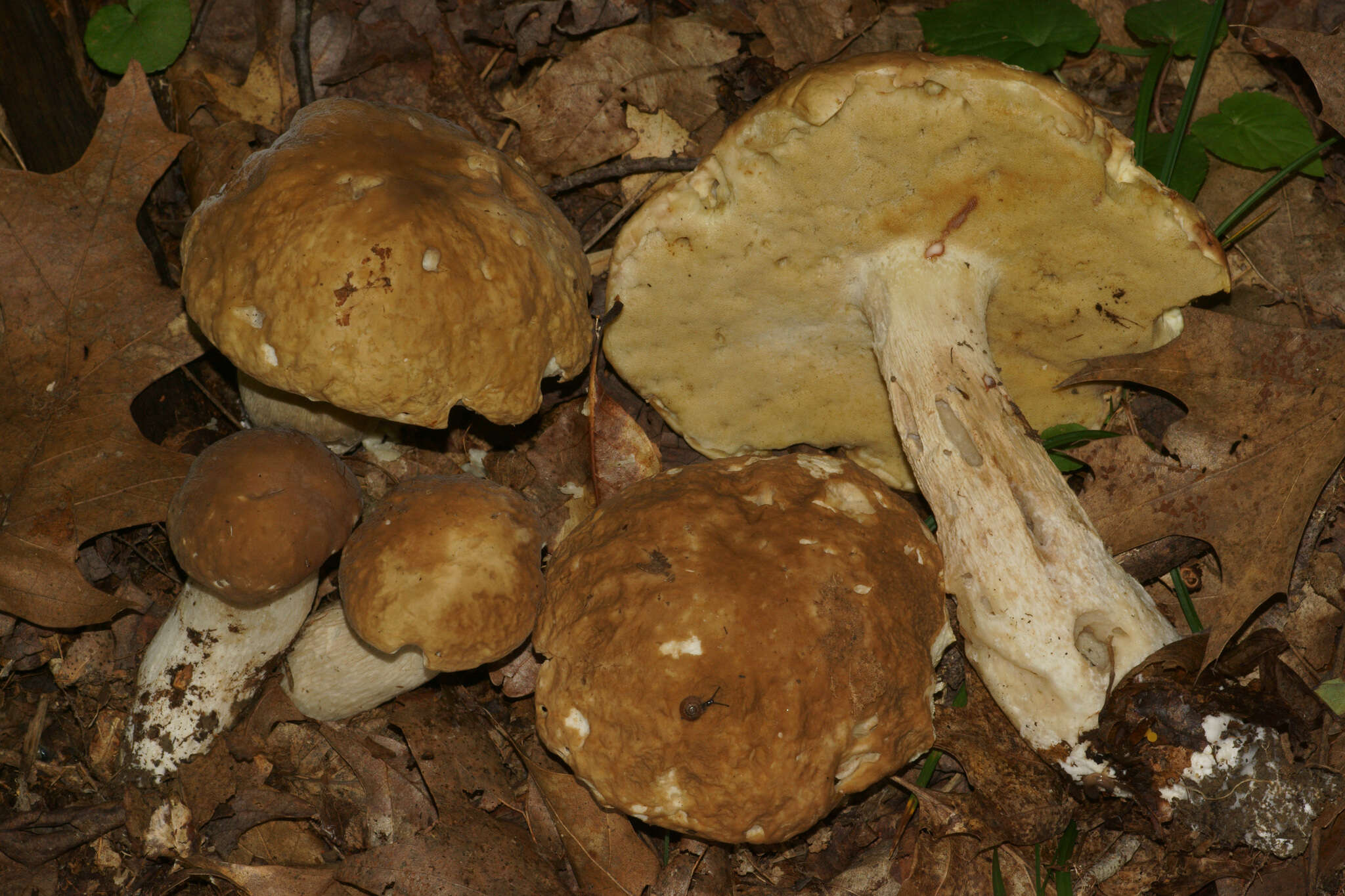 Sivun Boletus nobilis Peck 1905 kuva