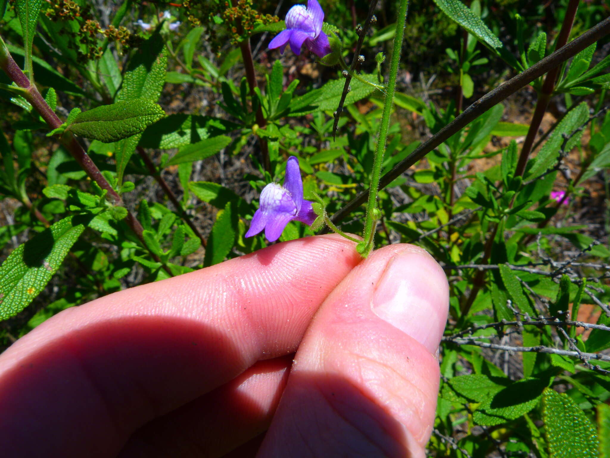 Image of violet snapdragon