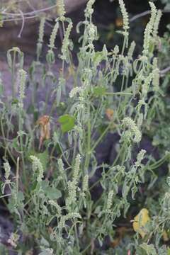 Image of white giant hyssop