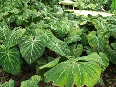 Image of Philodendron gloriosum André